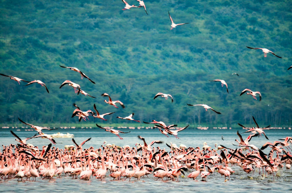 A flock of flamingoes flying in Lake Nakuru. Photo by Bibhash Banerjee.