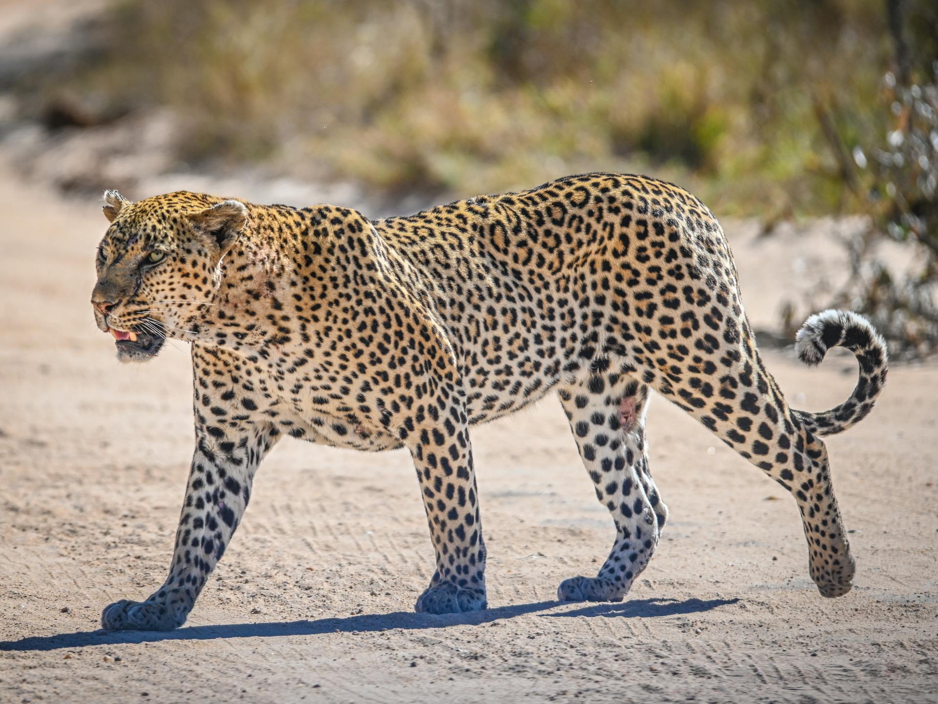 A leopard walks in the Kruger National Park in South Africa. Photo by Pieter van der Sandt.