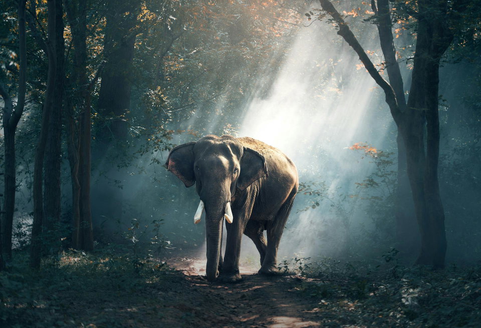 Wildlife Photography in Nigeria: A Safari Guide's Tips for Capturing Magic