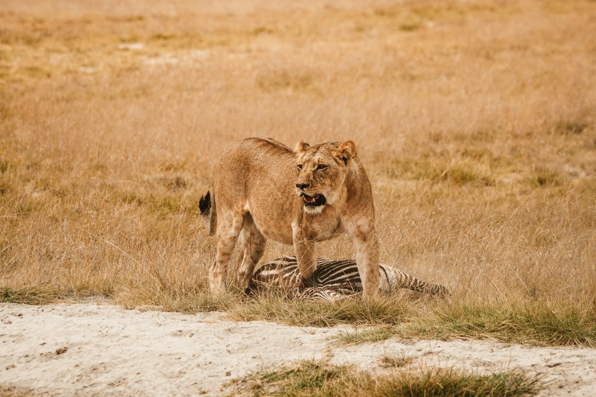 A lion is standing in the grass over a dead zebra with its mouth open. Photo by Sara Sukosd