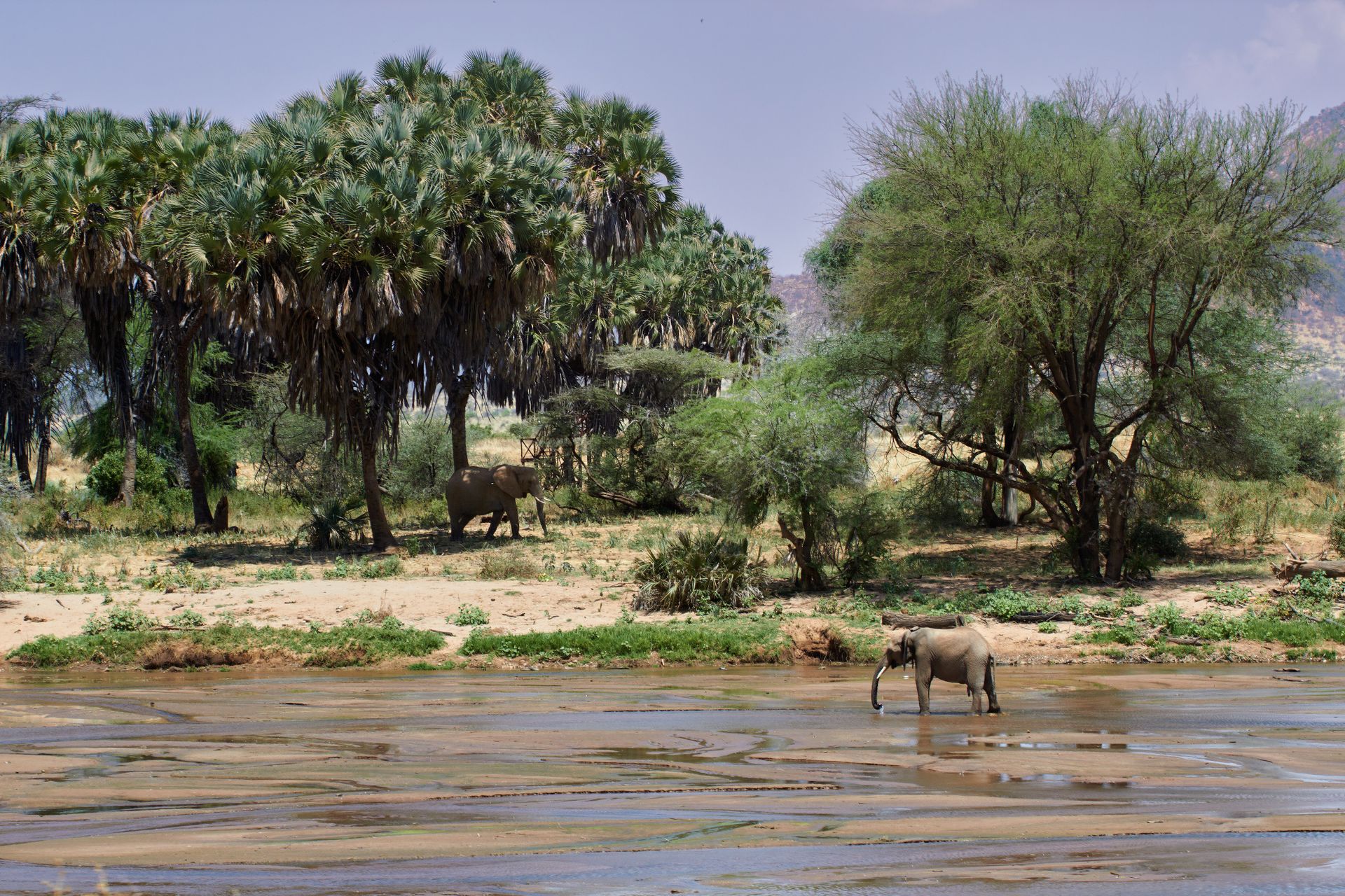 Samburu highlight