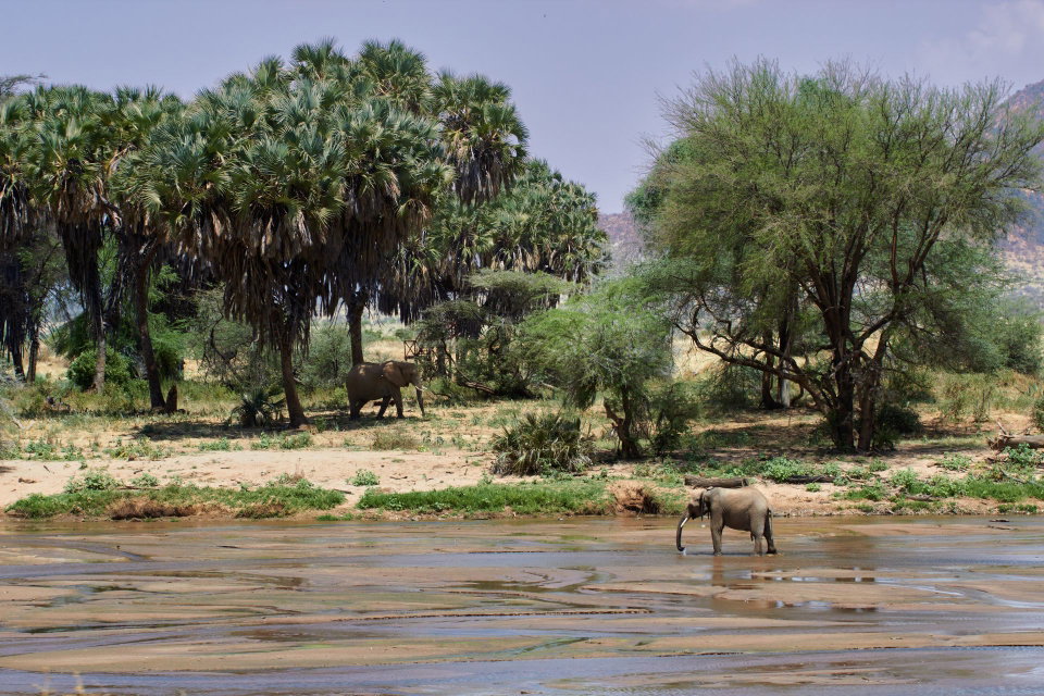 Drop an Ewaso Ng'iro river / elephants photo