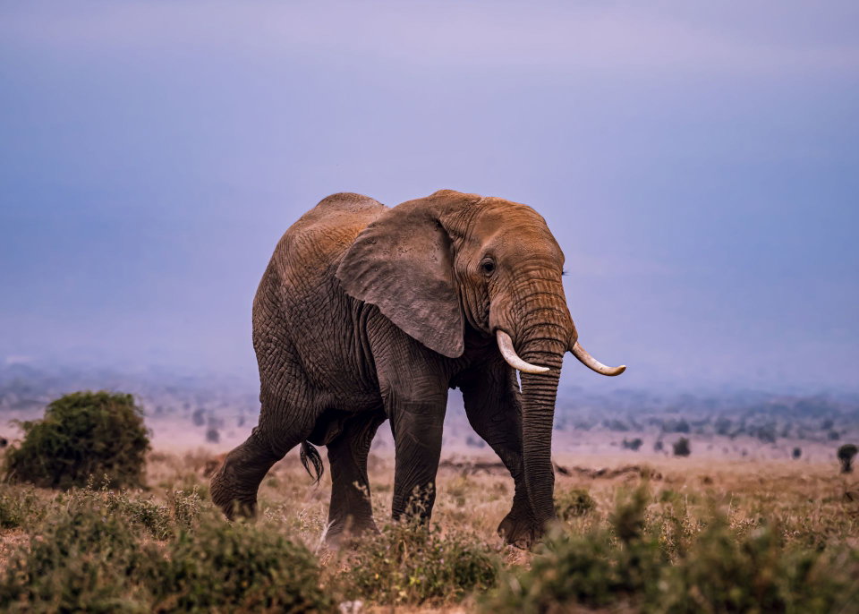 Samburu