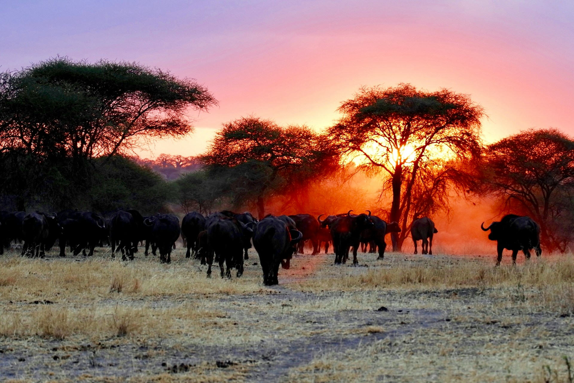 Sunset at Tarangire National Park. Photo by Ray Rui.