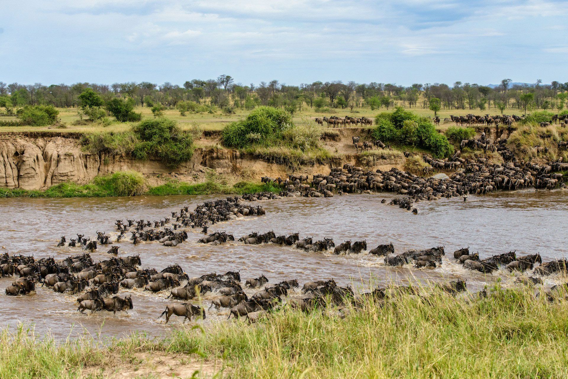 The Great Migration: A Photographer's Dream - Capturing Nature's Greatest Spectacle