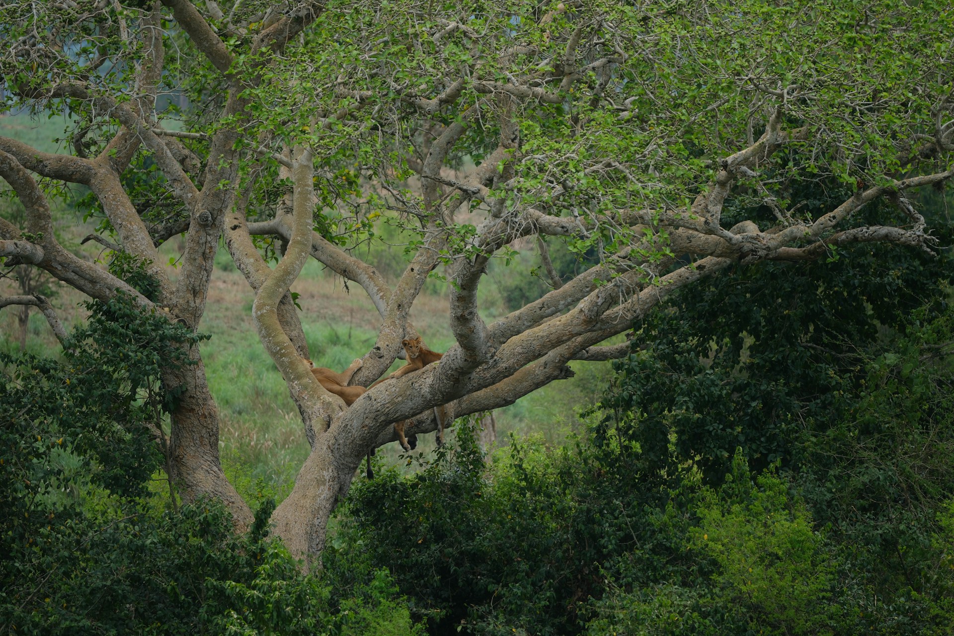 Lions relax on a tree at Queen Elizabeth National Park, Uganda