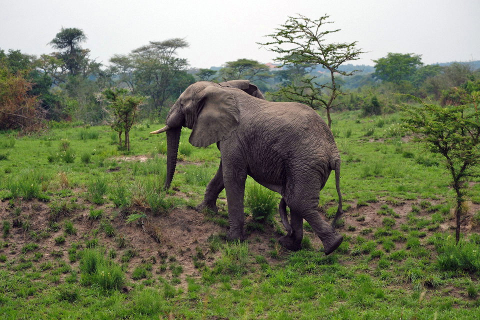 Elephant walks up an incline at Queen Elizabeth National Park, Uganda