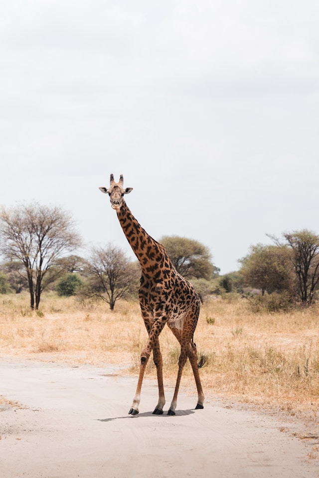 Giraffe crossing a road at a game park