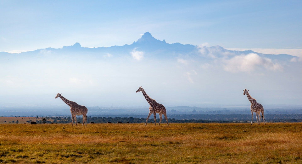 Giraffes walk with Mount Kenya in the background