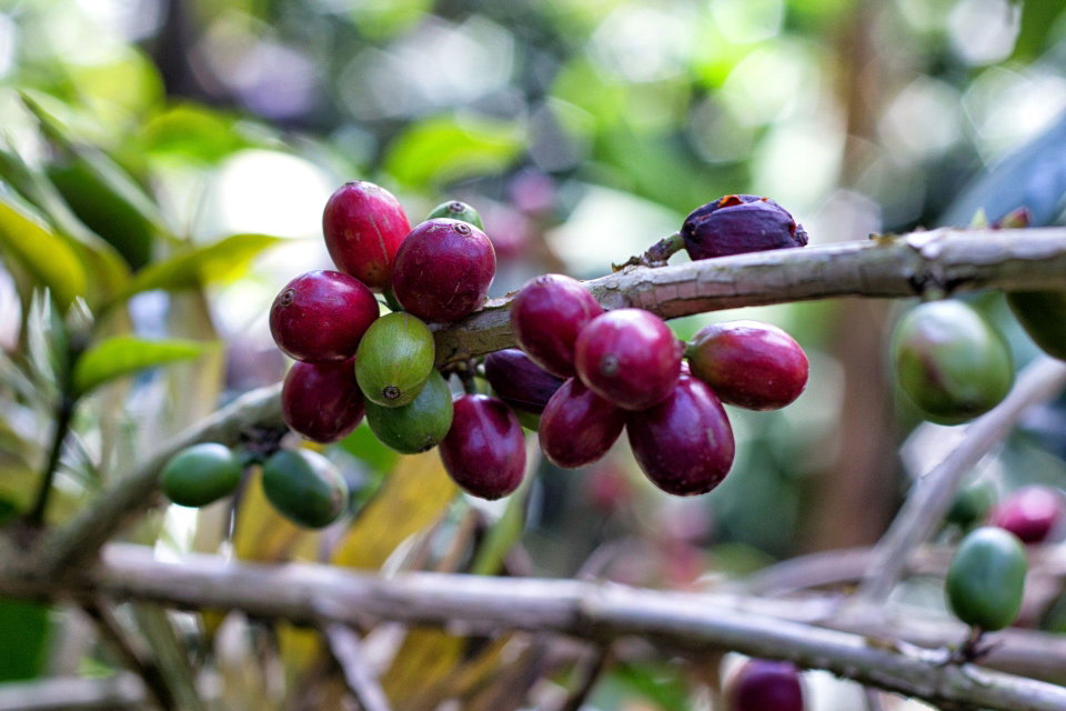 Coffee berries on a tree