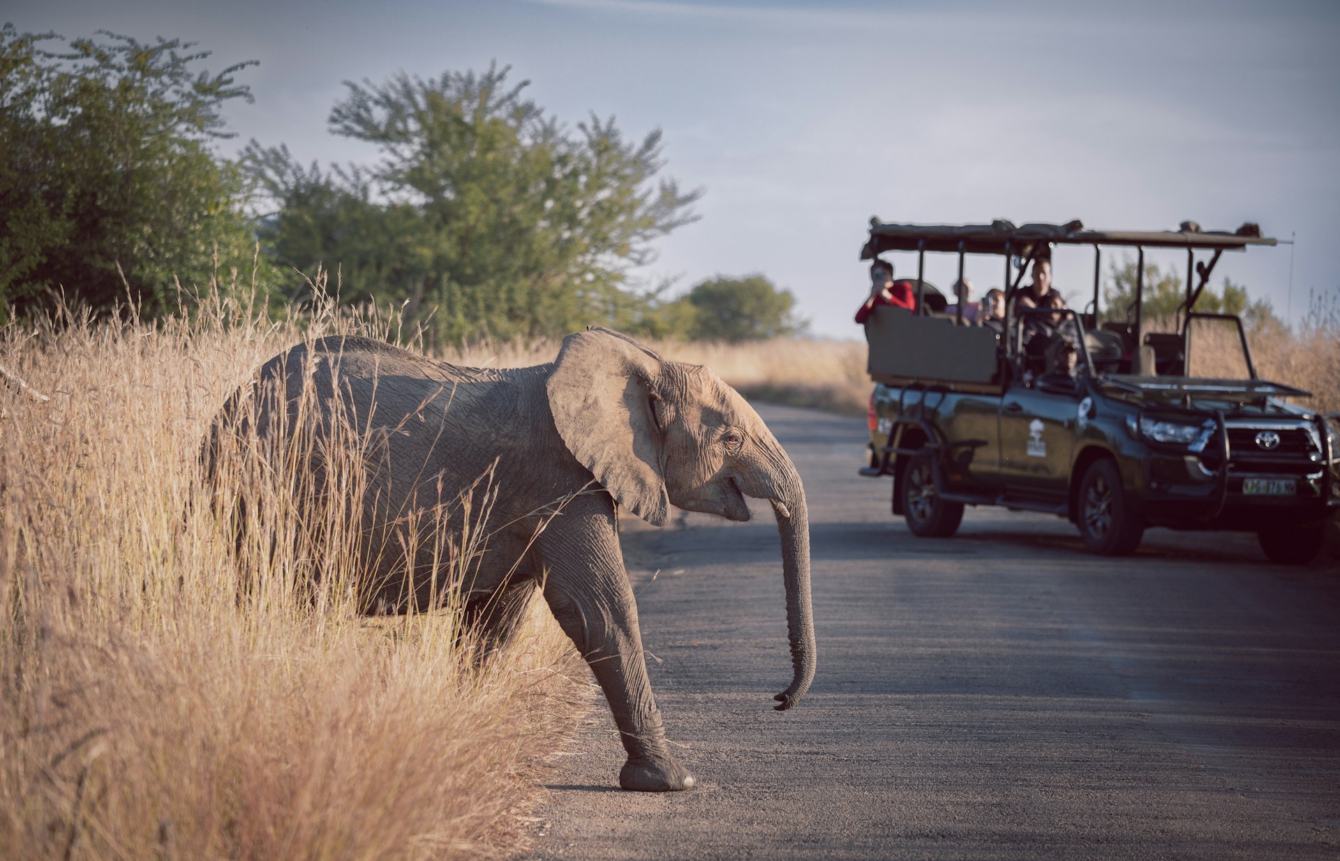 Baby elephant crosses a road at Pilanesberg National Park, South Africa. Photo by Veit Hammer.
